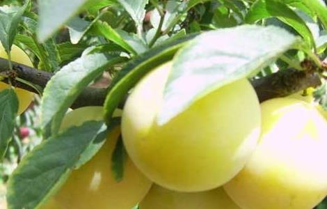 李子树病虫害防治技术（李子树病虫害防治技术!卷叶病防治）