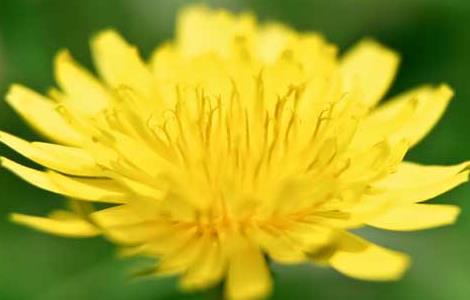 蒲公英的产地分布