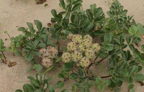 北沙参的繁殖方法