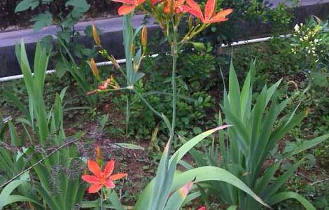 射干的产地分布