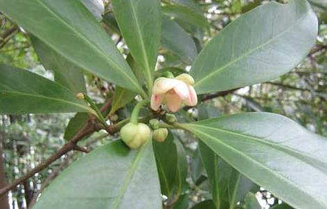 八角树的繁殖方法