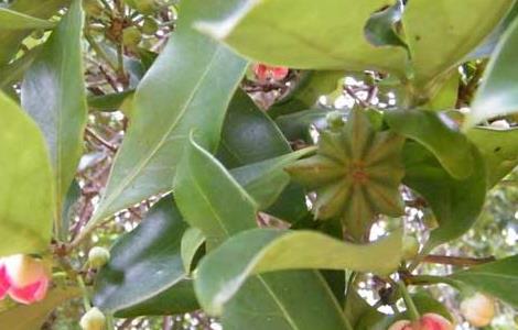 八角树的繁殖方法