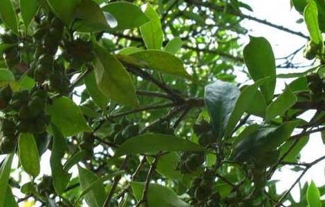 八角树的繁殖方法