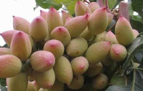 开心果树种植条件 开心果树 种植