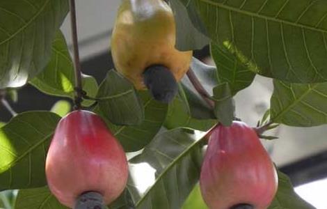 腰果的产地分布 腰果的产地分布在哪里