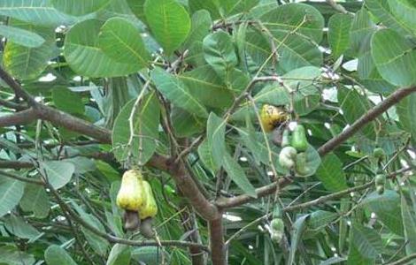 腰果的产地分布