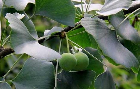 银杏树的产地分布 银杏树的产地分布在哪里