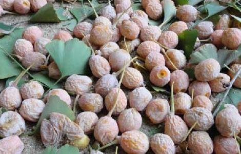 银杏种子怎么种 银杏种子怎么种植