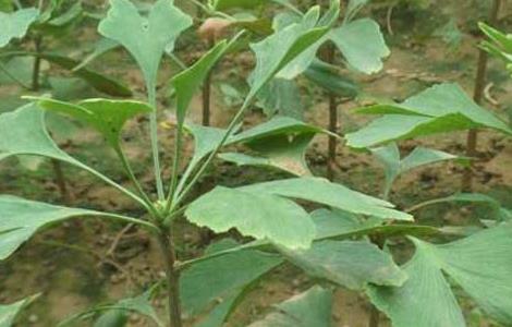 银杏树的繁殖方法 银杏树的繁殖方法和注意事项