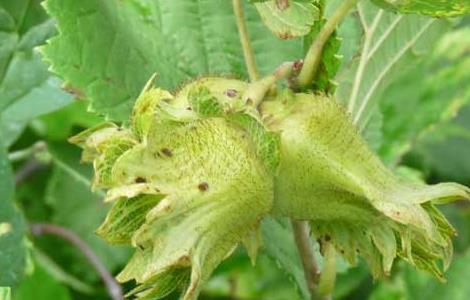 榛子种植技术 榛子种植技术与管理