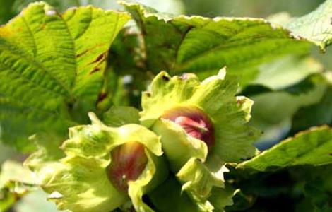 榛子树种植几年结果（榛子树能结多少年果）