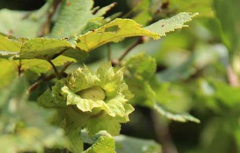 榛子的繁殖方法 榛子的繁殖方法有几种