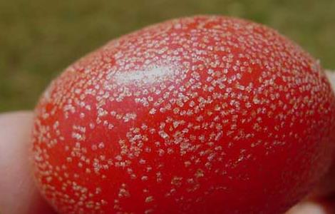 羊奶果的学名是什么 羊奶果的别名