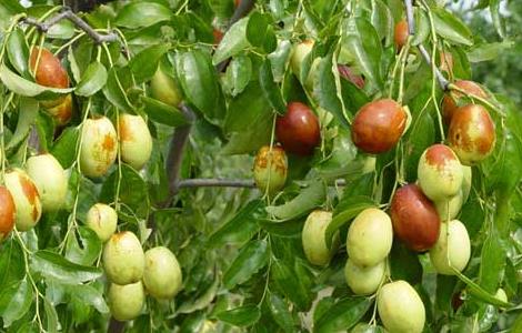 枣树嫁接方法 枣树嫁接方法和技术视频讲解