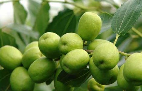 枣树几年结果 嫁接的枣树几年结果