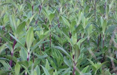 龙胆草的繁殖方法