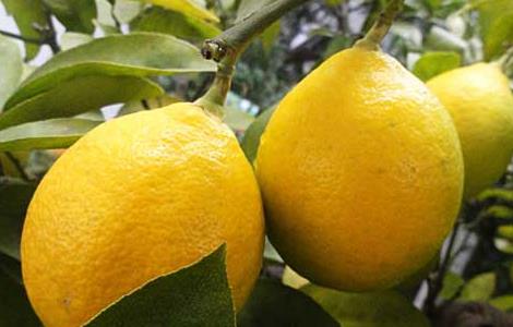 柠檬树繁殖技术 柠檬树繁殖技术与管理