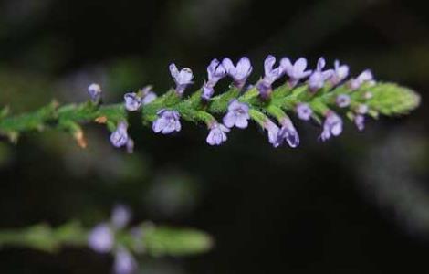 马鞭草有没有毒