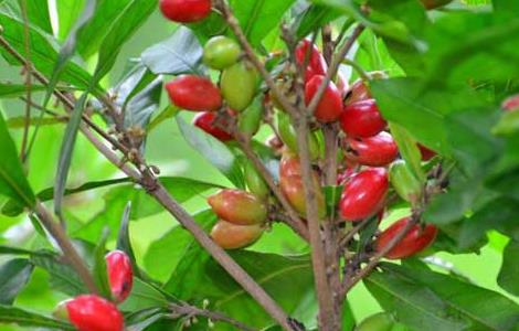 神秘果什么时候成熟 神秘果什么时候成熟采摘