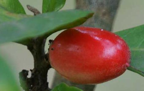 神秘果为什么不结果 神秘果一棵能不能结果