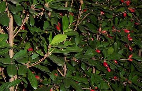 神秘果为什么不结果