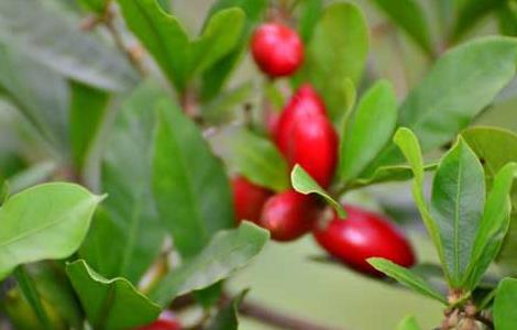 神秘果的繁殖方法(神秘果怎么种)