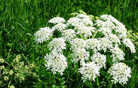 白芷产地在哪里