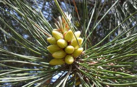 松花粉的采集技术