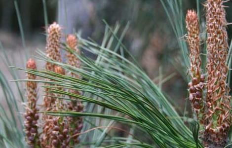 松花粉为什么要破壁