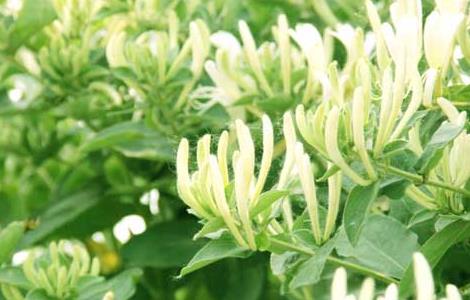 金银花为什么不开花