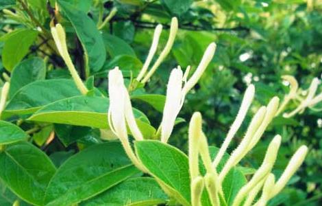 金银花为什么不开花