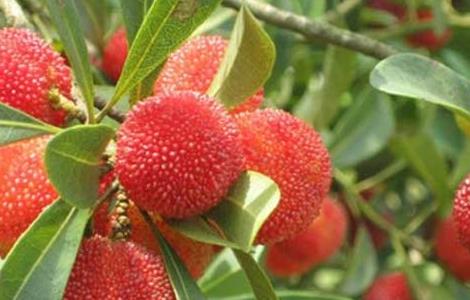 杨梅是酸性还是碱性（杨梅酸性还是碱性食物）