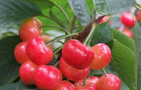 樱桃虫子是什么虫（樱桃里的虫子是啥虫子）