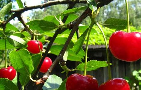 樱桃树修剪技术 樱桃树修剪技术要点口诀