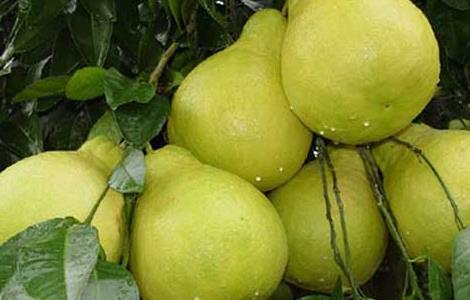 柚子树嫁接技术 柚子树嫁接技术视频