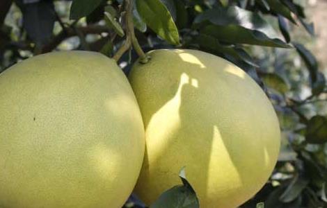 柚子苦是怎么回事 冬天柚子苦是怎么回事