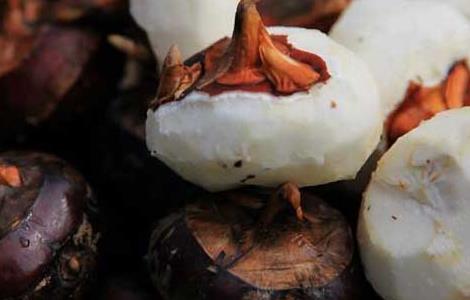 荸荠的读音是什么 荸荠的读音是什么呢