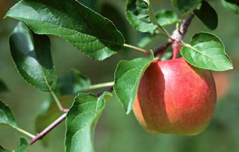 苹果树腐烂病防治技术 苹果树腐烂病防治技术方案