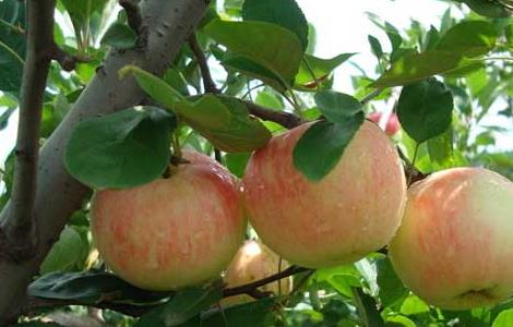 苹果树整形修剪技术（苹果树整形修剪技术视频）