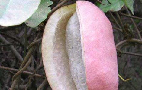 八月瓜种植技术 八月瓜种植技术视频