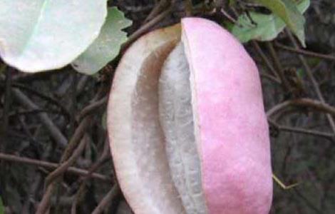 八月瓜产地在哪里（八月瓜分布地区）