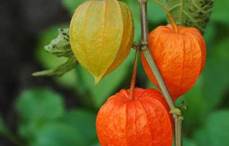 含羞果吃多了会怎样（含羞果好吃吗）