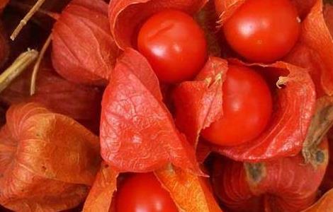 含羞果种植技术（姑娘果种植方法与技术）