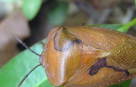 荔枝蝽的防治方法 荔枝蝽的防治方法和用量