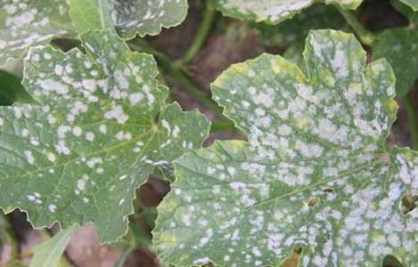 甜瓜白粉病的防治方法(甜瓜白粉病怎么办)