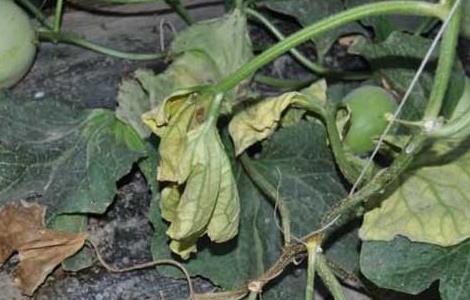 甜瓜枯萎病的防治方法 甜瓜枯萎病的防治方法图片