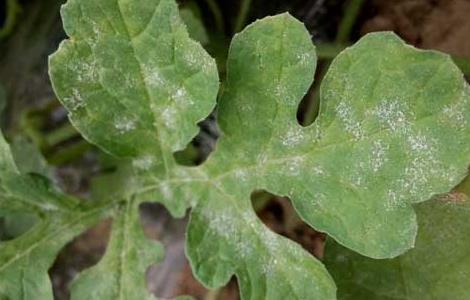 西瓜白粉病的防治方法 西瓜白粉病发病原因