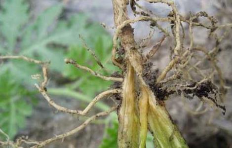 西瓜枯萎病的防治方法（西瓜枯萎病的防治方法视频）