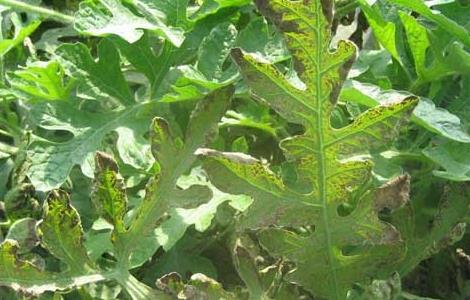 西瓜叶枯病的防治方法（西瓜叶枯病如何防治）