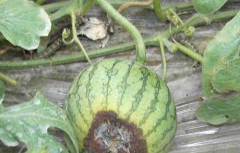 西瓜疫病